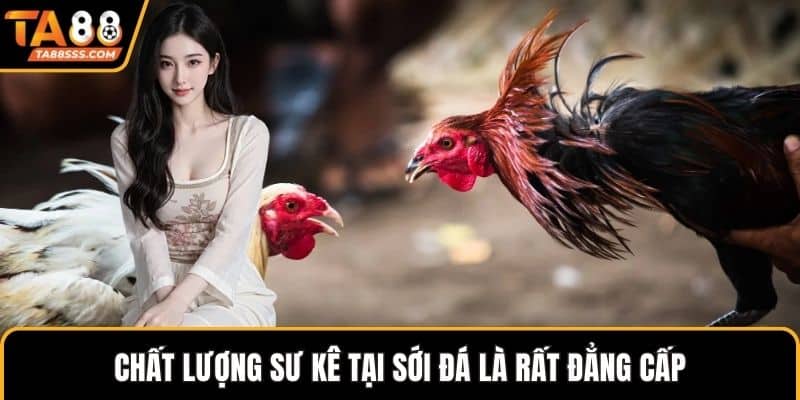 Chất lượng sư kê tại sới đá là rất đẳng cấp