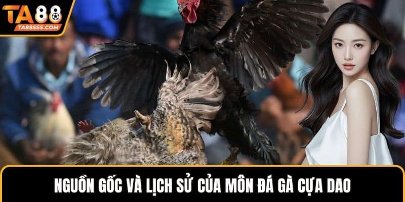 Nguồn gốc và lịch sử của môn đá gà cựa dao
