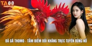 Đá gà Thomo