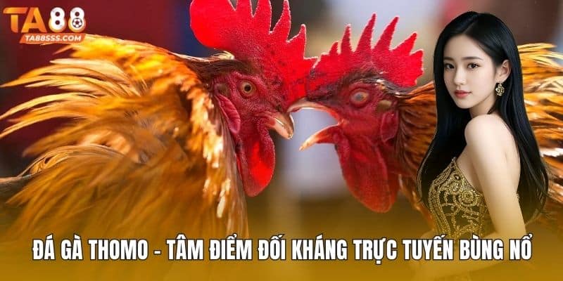Đá gà Thomo